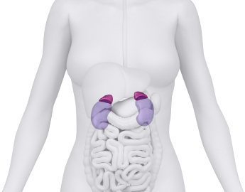 Person with position of  kidneys highlighted